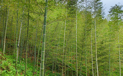 bamboo curtain